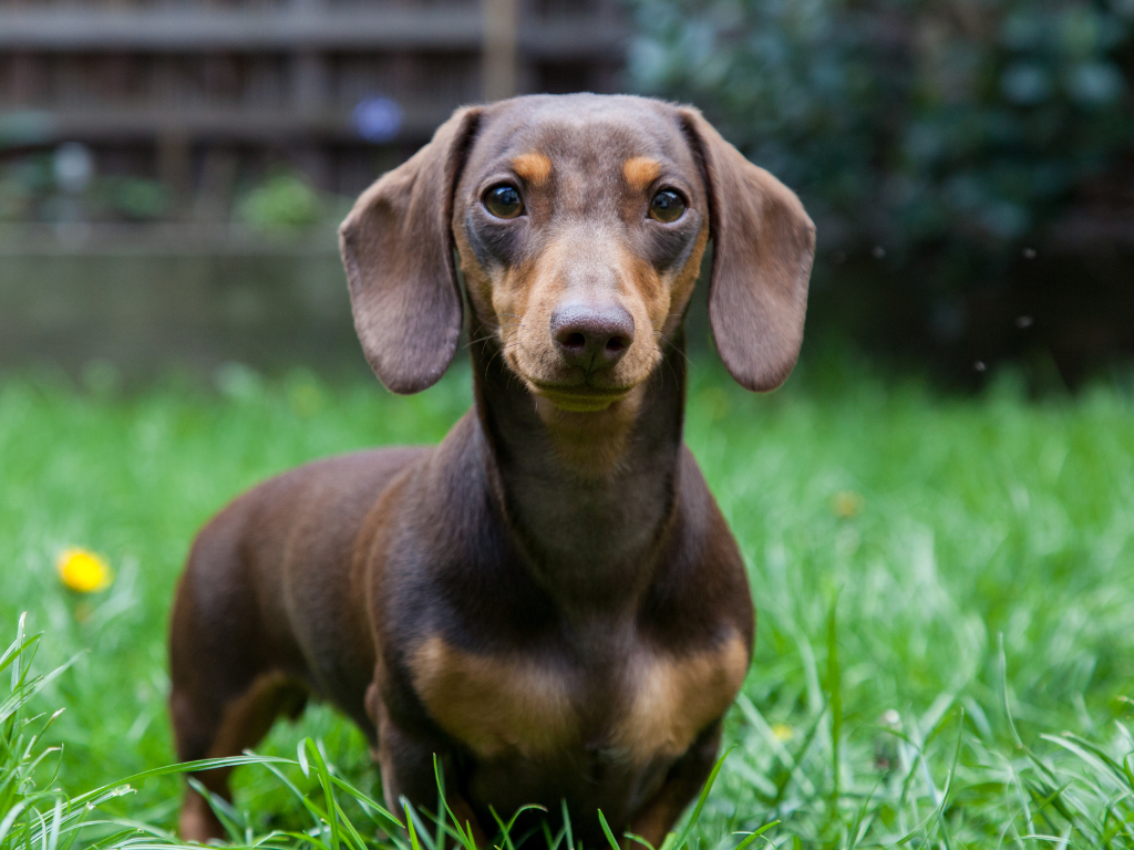 Dachshund