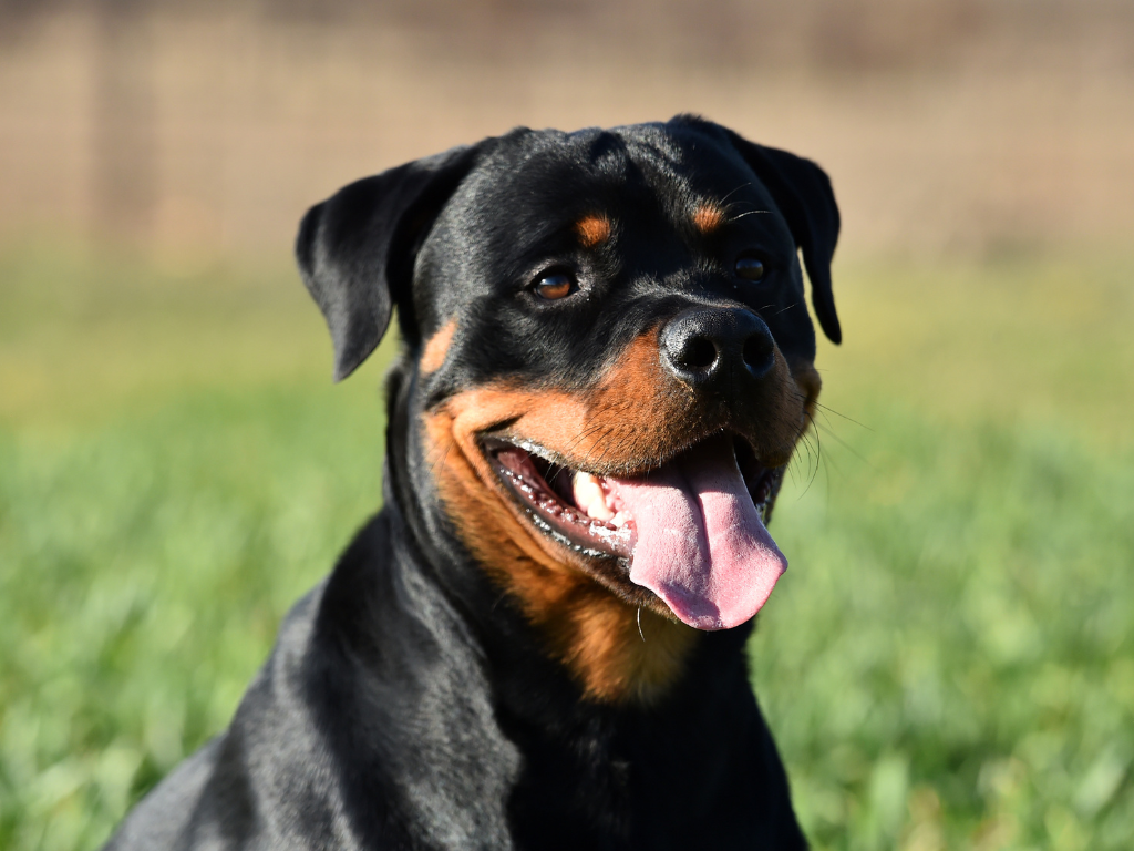 Rottweiler